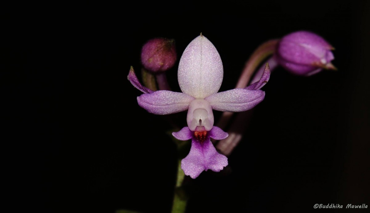 Calanthe masuca (D.Don) Lindl.